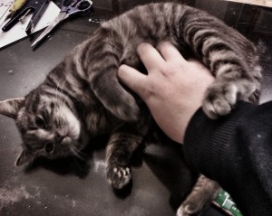pallino